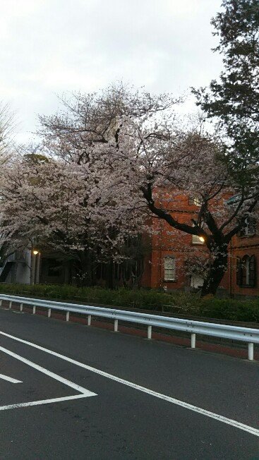芸大前の桜